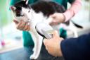 All pet cats in England will need to be microchipped and registered on a database from June 10, 2024