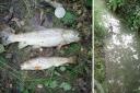 Southern Water has been fined £330,000 for stream pollution that killed 2,000 fish in Waltham Chase