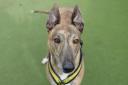 Ross, an ex-racing Greyhound with bunny style ears, continues his search for a new home this Easter