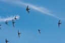 Swifts in flight over Bridport