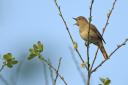 Common nightingale (Luscinia megarhynchos) adult singing. Spring. Cambridgeshire. Picture by Chris Gomersall.