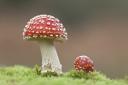 Fly Agaric by Guy Edwardes 2020Vision