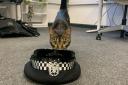 Tilly was an honorary police cat