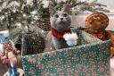 Nermal the cat all ready for Christmas