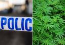 A man arrested in connection with a cannabis factory in Millbrook has been released under investigation