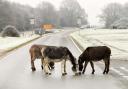 Animals are often attracted to freshly-laid salt spread on New Forest roads to help drivers cope with wintry conditions.