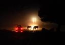 New Forest ponies can be hard to spot on dark winter nights. Picture: Russell Sach.