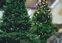 Southampton has several businesses selling Christmas trees in 2023