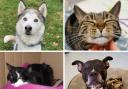 These four furry friends are all looking for forever homes. Pictures: Blue Cross Hampshire