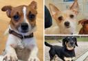 Three dogs at a Southampton rehoming centre looking for loving homes. Pictures: Hampshire Blue Cross