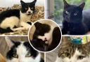 These five cats are all looking for loving homes. Pictures: Blue Cross