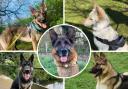 Five dogs at Hampshire rescue centre looking for new forever homes. Pictures: German Shepherd Rescue