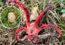 The rare devil's fingers fungus found growing in Lyndhurst, New Forest. Photo: Annette Gregory.
