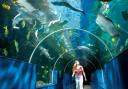 10 family tickets to Bournemouth Oceanarium to be won!