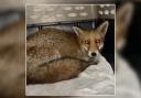 A fox, now named Faith, which had been found with a tube around its neck has been released.