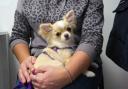 Keira the Chihuahua having lap cuddles