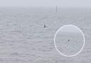 David Rogers captured these photos of what appears to be a shark fin in Southampton Water
