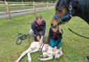 Alan Hough, owner of Minstead-based Celtic Equine Vets, treats a sick foal.