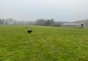 Dog park approved in Titchfield