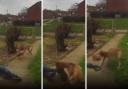 The dog attack in Millbrook