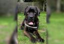 Meet the 60kg dog nicknamed 'Big Moose' looking for a new home.