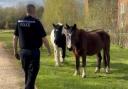 The horses were held until the owner was found