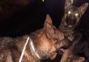 Quick-thinking lorry drivers helped police to rescue two German Shepherds running loose on the M27