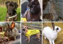 These pets are searching for a loving family