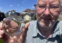 Rod Gates caught the European hornet in his home in Sholing