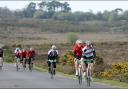 Wiggle cyclists in the New Forest at the weekend.