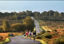 Wiggle Sportive 100 cyclists make their way through the New Forest on Saturday.