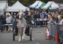 Wickham Horse Fair 2015