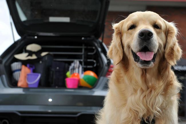 How to keep your dog safe on bank holiday road trips (Halfords)