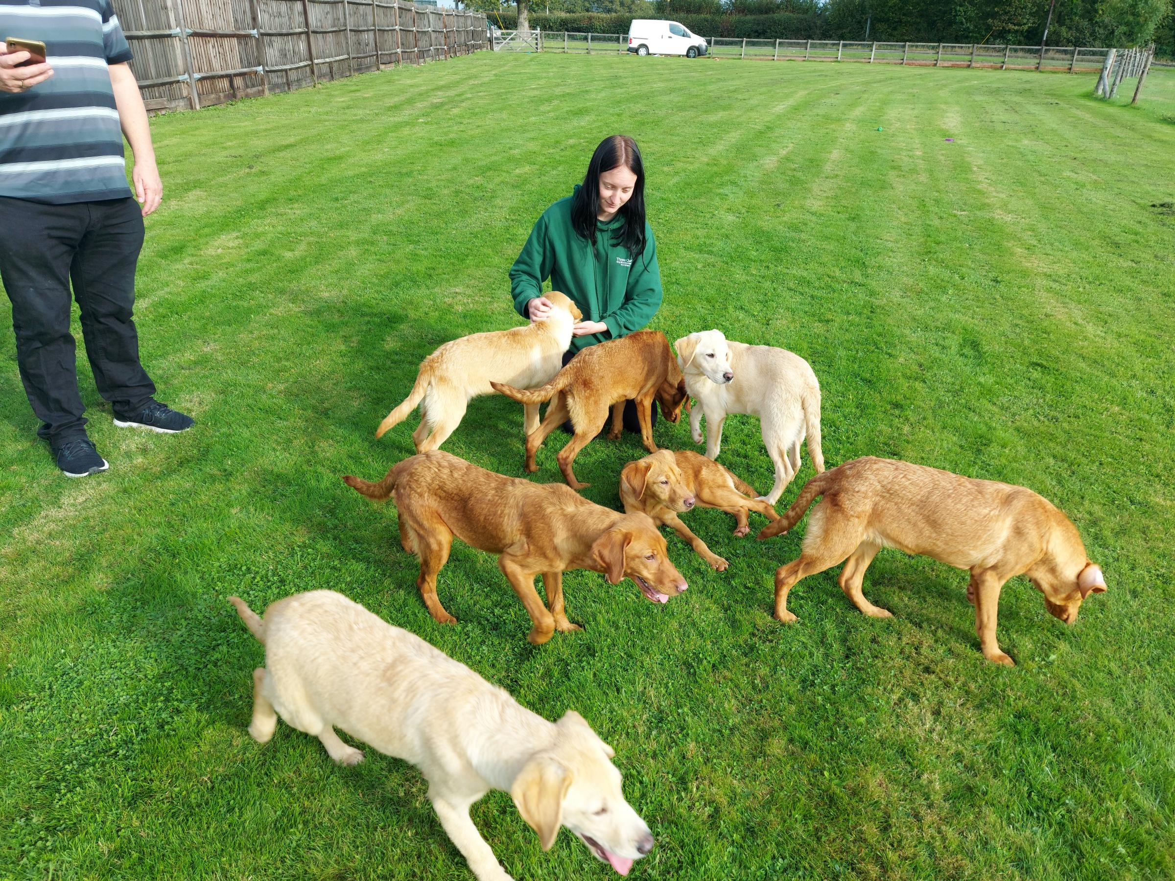 The Labrador puppies at Three Oaks Boarding Kennels 