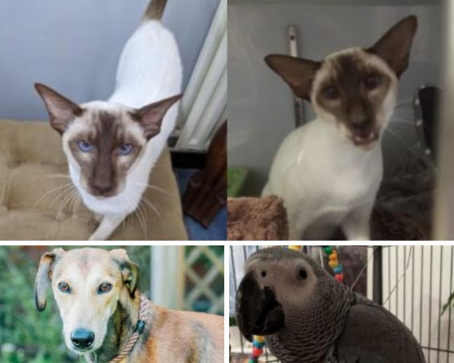 Second Chance Animal Rescue have 3 pets up for adoption in Southampton.