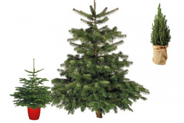 Daily Echo: Lidl is offering indoor and outdoor Christmas trees (Lidl)