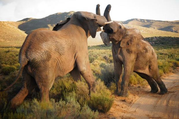 Daily Echo: Elephants at the Big Five Safari experience. Credit: TripAdvisor