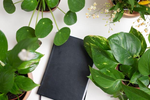 Daily Echo: A black notebook surrounded by indoor plants. Credit: PA