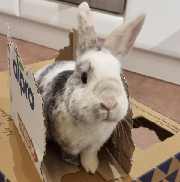 Daily Echo: Aziraphale the rabbit is better known as Zirry. Picture: Blue Cross Hampshire