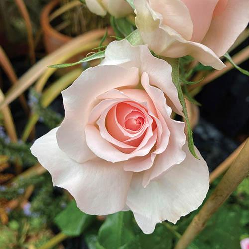 Daily Echo: The Queen Elizabeth II Rose (You Garden)