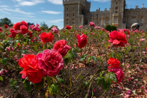 Daily Echo: The pink roses in the East Terrace Garden at Windsor Castle (PA) 