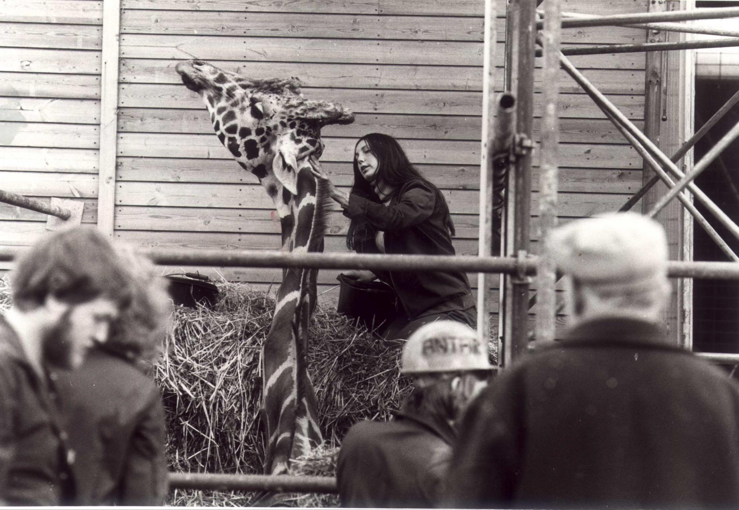 HERITAGE. Victor the giraffe at Marwell Zoo. 20/9/77.#