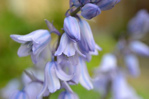 Daily Echo: Bluebells. Credit: Canva