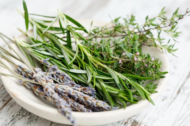Daily Echo: Herbs in a bowl (Canva)