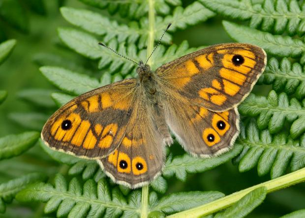 Daily Echo: Wall butterfly which is now endangered (Iain H Leach/Butterfly Conservation/PA)