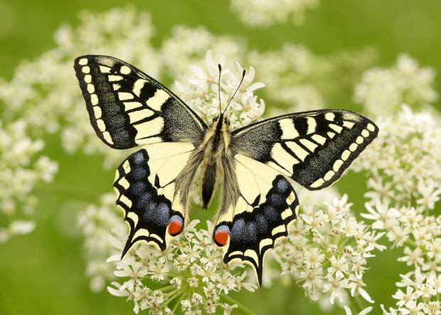 Daily Echo: Swallowtail butterflies have seen their status worsen to ‘vulnerable’ (Iain H Leach/Butterfly Conservation/PA)