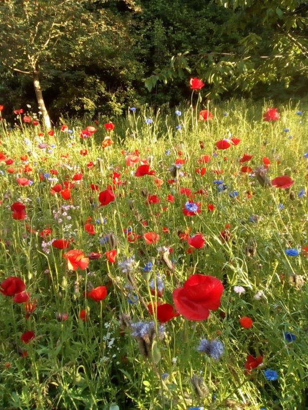 Daily Echo: The wildflower meadow in Knowle Hill before it was mowed by the council 