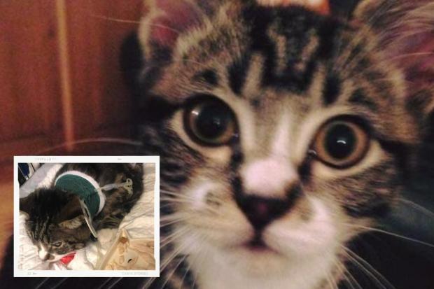 In Pictures: The victims of 'The Brighton Cat Killer'