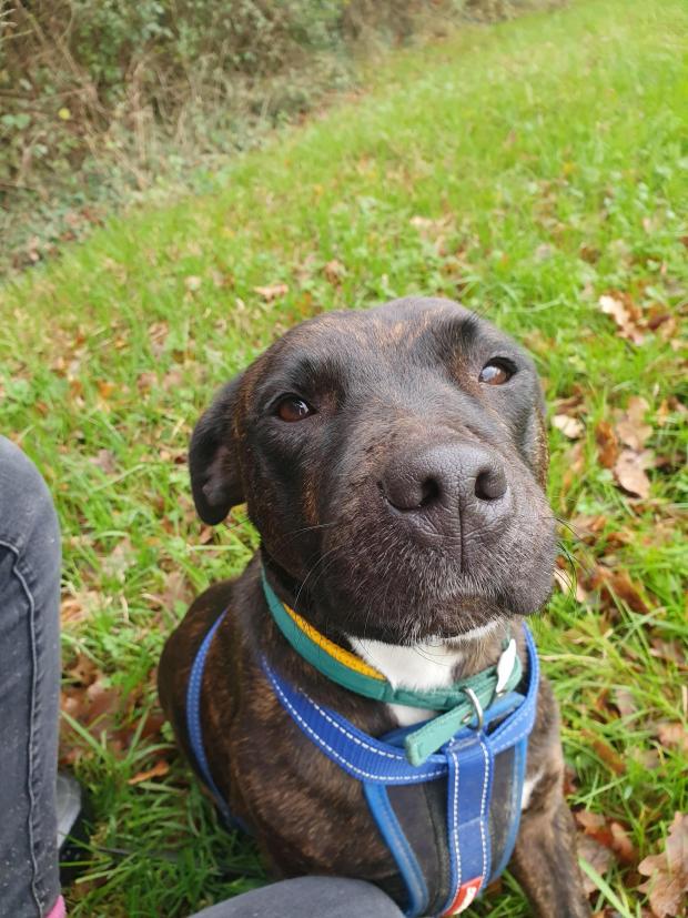 Daily Echo: Can you give Fluke his forever home? 