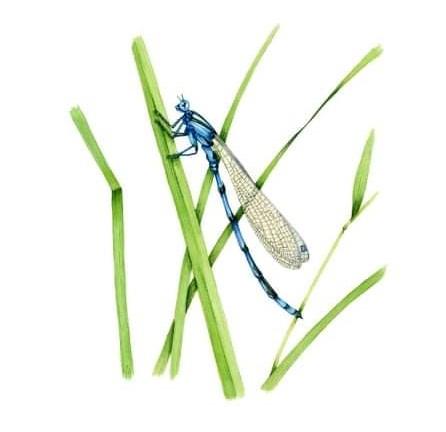 Daily Echo: The Southern Damselfly
